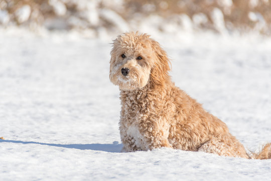 Mini golden doodle puppy in the snow