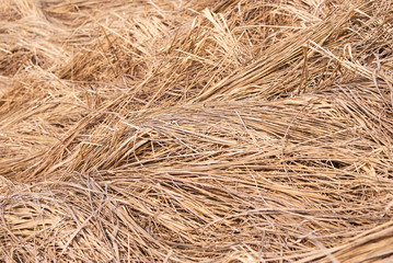 Dry grass. Natural background. Straw