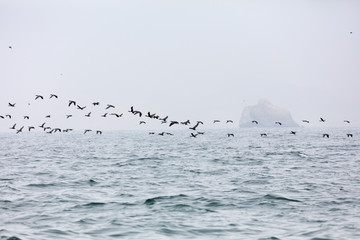 Fototapeta premium Ballestas Islands, Peru