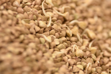 Brown croup. Buckwheat grains. Healthy food. Sprouts