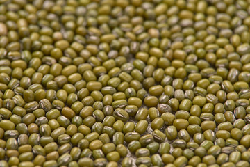 Many green beans. Cooking food. Neutral background