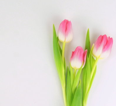 a bouquet of beautiful pink tulips on a white background.top view. Copy space. Holiday concept