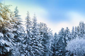 Natural white snow, hoarfrost on the branches, the needles of Siberian pine,spruce in dark coniferous forest, beautiful winter background scenery

