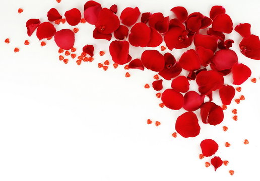 frame pattern of petals of red roses on a white background. top view. copy space 