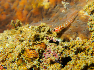 Obraz na płótnie Canvas goby fish on the coral