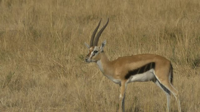 a thompson's gazelle buck grooming in masai mara game reserve, kenya