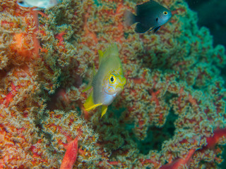 Naklejka na ściany i meble Tropical fish swimming at near Giant fan coral