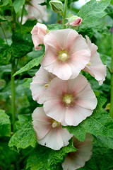 mallow