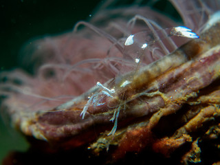 baby shrimp on the anemone