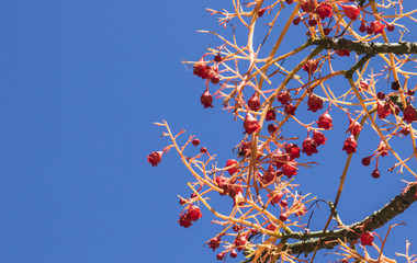 Red berries of an Australian flame tree