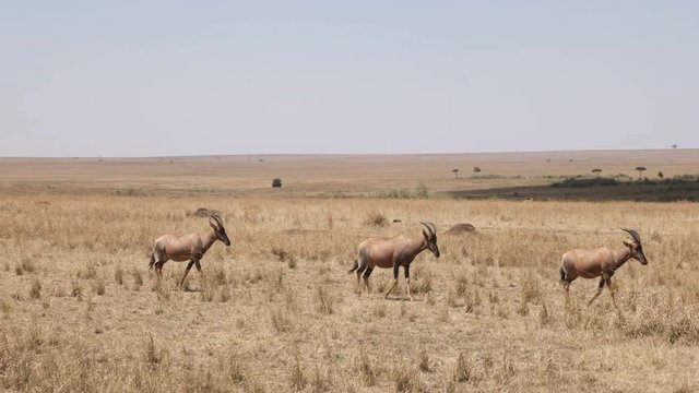 topi antelope herd walk in unison