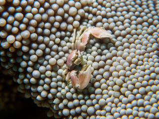 small crab in a Anemone