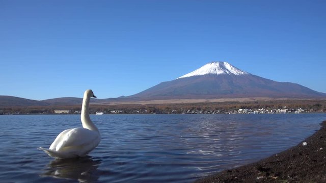 4k video White Swan in fluttying wings action   at Lake Yamanaka with Mt. Fuji background