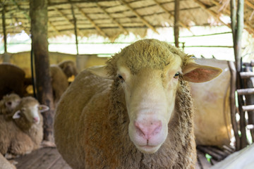 Sheep in the stall, Doi Inthanon National park, Chiangmai, Thailand.