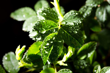 Green leaves with drops of dew on a black background