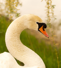 Obraz premium Beautiful white swan on nature in spring