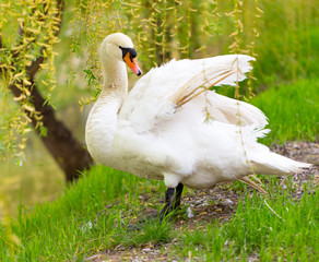 Obraz premium Beautiful white swan on nature in spring