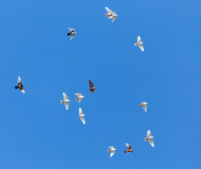 A flock of pigeons are flying in the blue sky