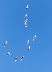 A flock of pigeons are flying in the blue sky
