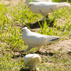 White doves in green grass in summer