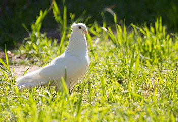 Fototapeta premium White doves in green grass in summer