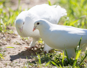White doves in green grass in summer