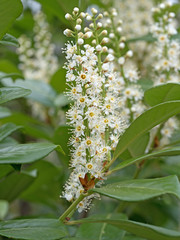 Kirschlorbeer, Prunus laurocerasus, Blüten