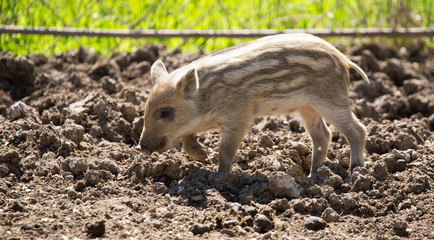 Little pig in the mud at the zoo