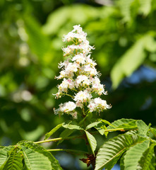 White flowers on a chestnut tree in spring