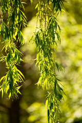 Green leaves on a tree
