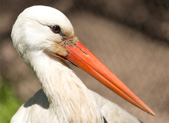 Portrait of a stork at the zoo