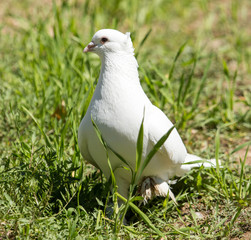 White doves in green grass in summer