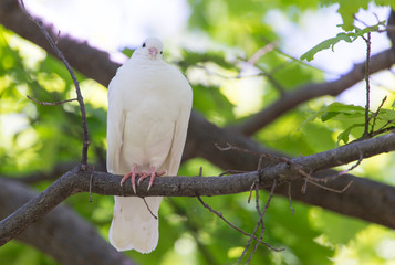 White doves on a tree in the summer