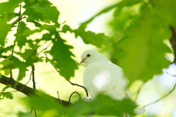 White doves on a tree in the summer