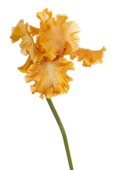 fleur d& 39 iris isolé