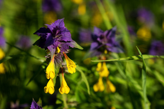 flowers Ivan da Marya