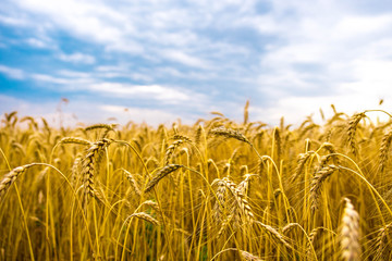 Wheat field in summer. The ripening of the harvest. Wheat closeup. Golden field and cloudy sky.