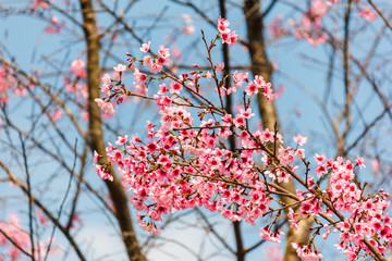Sakura with blue sky.