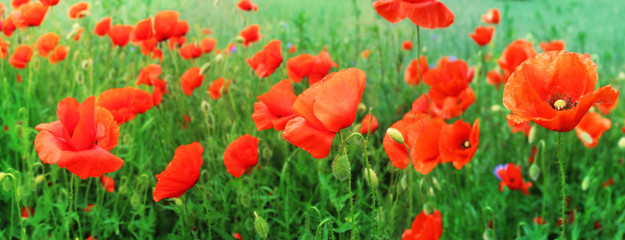 Fototapeta na wymiar Red poppies on green summer field