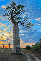 Beautiful Baobab trees at sunset at the avenue of the baobabs in Madagascar
