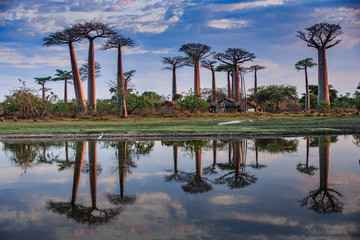 Beautiful Baobab trees at sunset at the avenue of the baobabs in Madagascar - obrazy, fototapety, plakaty