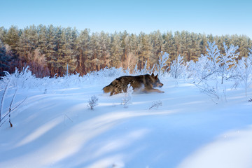 Winter snowy landscape. Dog running in the snowy field