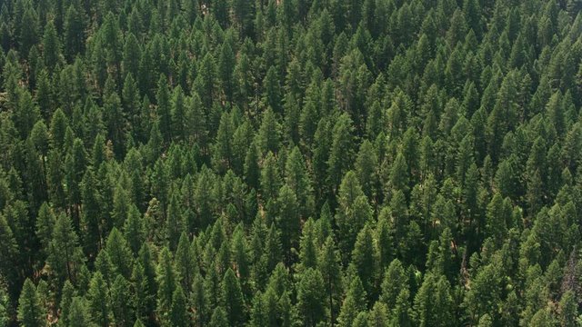 California circa-2017, Aerial of forest in Northern California.  Shot with Cineflex and RED Epic-W Helium. 