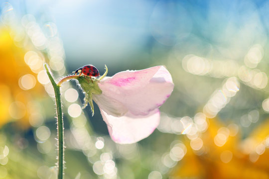 Small Red Ladybug loves the smell of flowers in the morning sun .