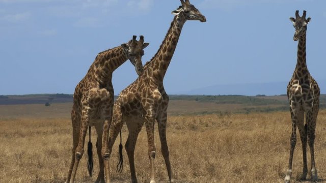 close up of two male giraffe headbutt to establish dominance as a third watches on