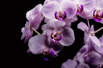 Naklejka na ściany i meble Close-up of an orchid flower on a black background