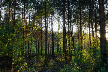 Obraz premium sunlight shining through trees