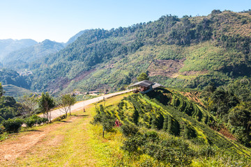 Landscape View at Tea Plantation 2000