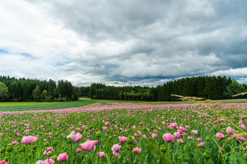 Fototapeta premium Field of pink poppy flowers