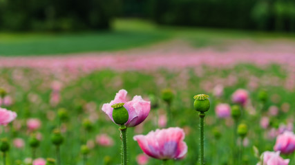 Obraz premium Field of pink poppy flowers